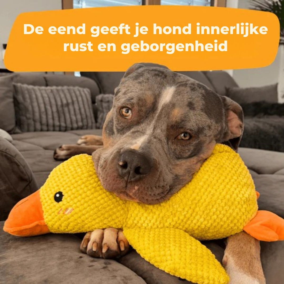QuackBuddy | Anti-Stress Speelgoed voor Honden