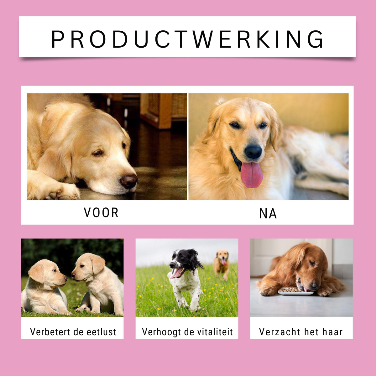 PawBiotic™ | Spijsverteringsondersteuning voor Huisdieren