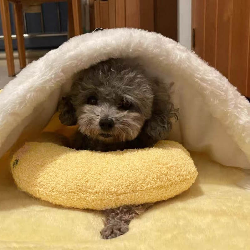 CalmPaw™ Rust en comfort in één knus kussen!